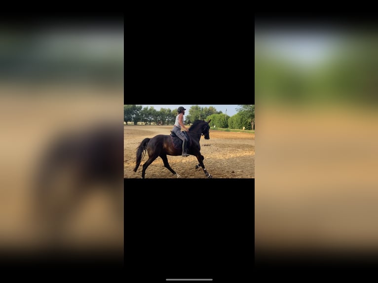 Oldenburg Mare 10 years 16,1 hh Black in Aubagne