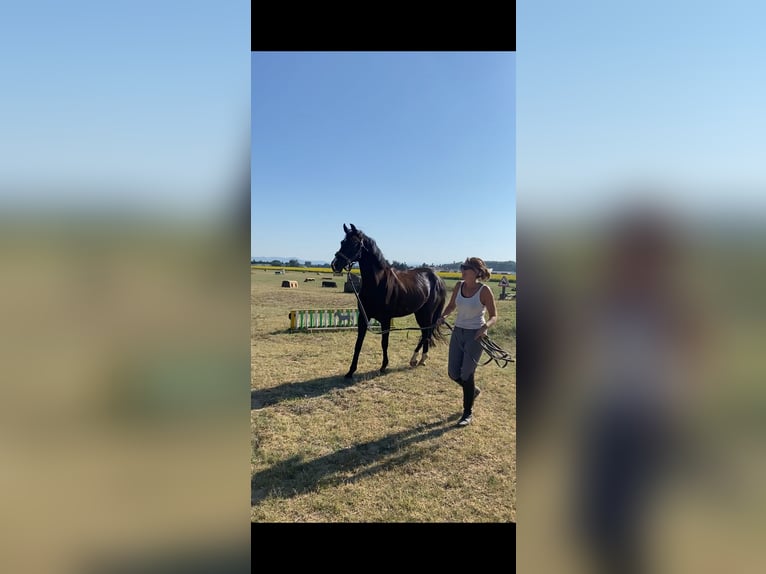 Oldenburg Mare 10 years 16,1 hh Black in Aubagne