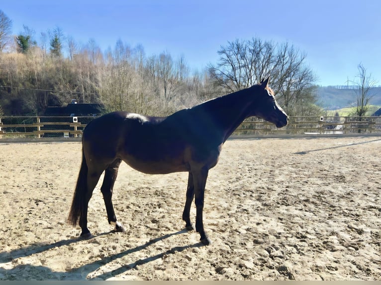 Oldenburg Mare 10 years 16.1 hh Black in Lennestadt