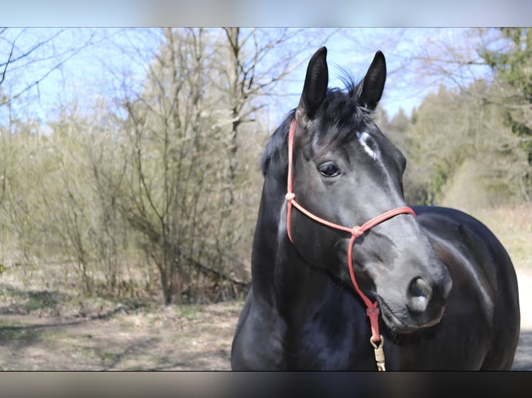 Oldenburg Mare 10 years 16.1 hh Black in Lennestadt