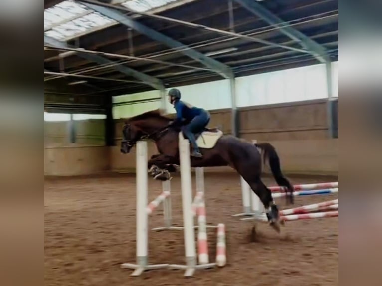 Oldenburg Mare 10 years 16,1 hh Chestnut in Münchberg