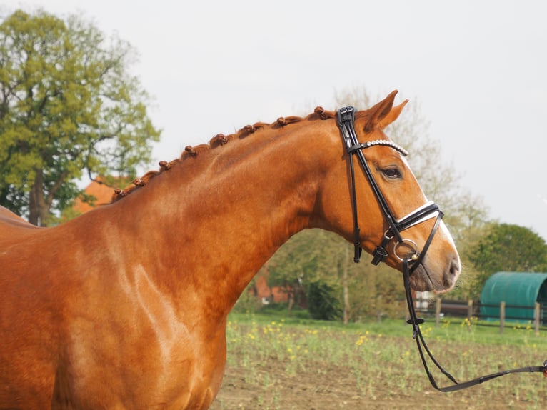 Oldenburg Mare 10 years 16,1 hh Chestnut-Red in Bramsche