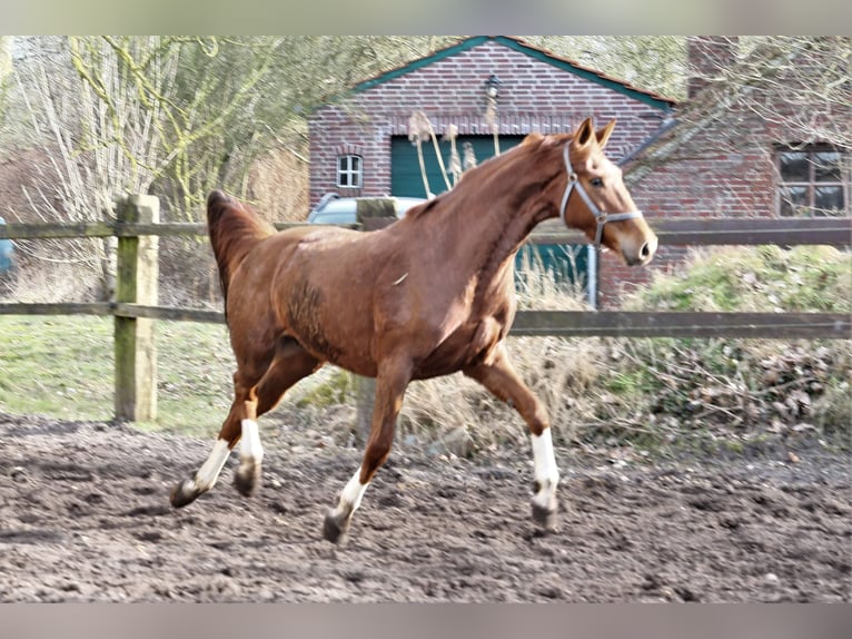 Oldenburg Mare 10 years 16,1 hh Chestnut-Red in Wittmund