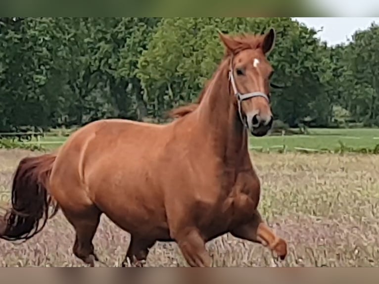 Oldenburg Mare 10 years 16,1 hh Chestnut-Red in Wittmund