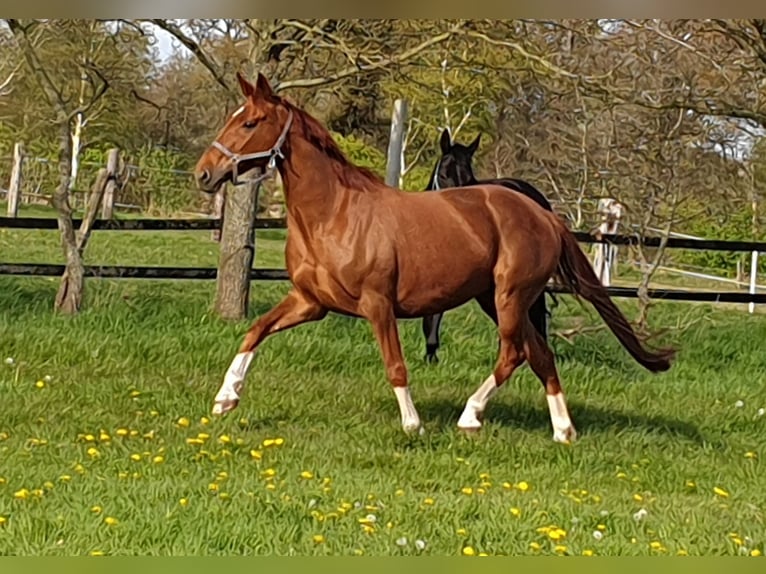 Oldenburg Mare 10 years 16,1 hh Chestnut-Red in Wittmund