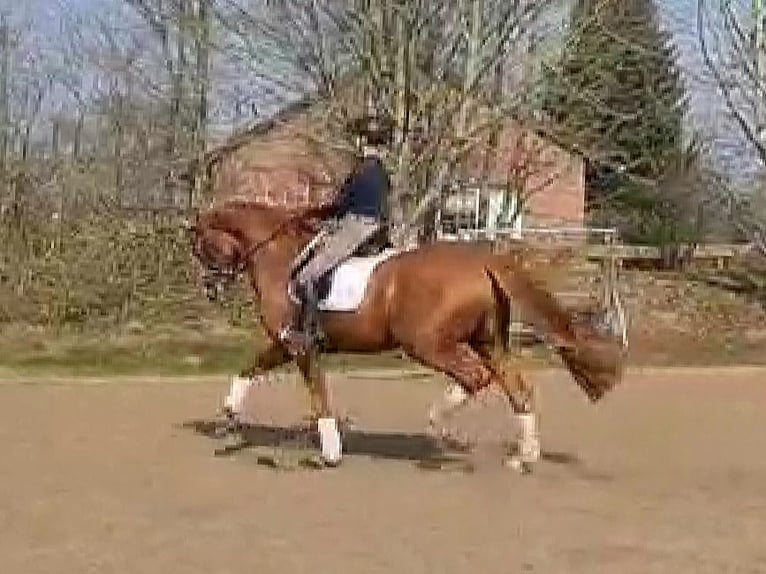 Oldenburg Mare 10 years 16,1 hh Chestnut-Red in Wittmund