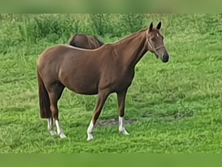 Oldenburg Mare 10 years 16,1 hh Chestnut-Red in Wittmund