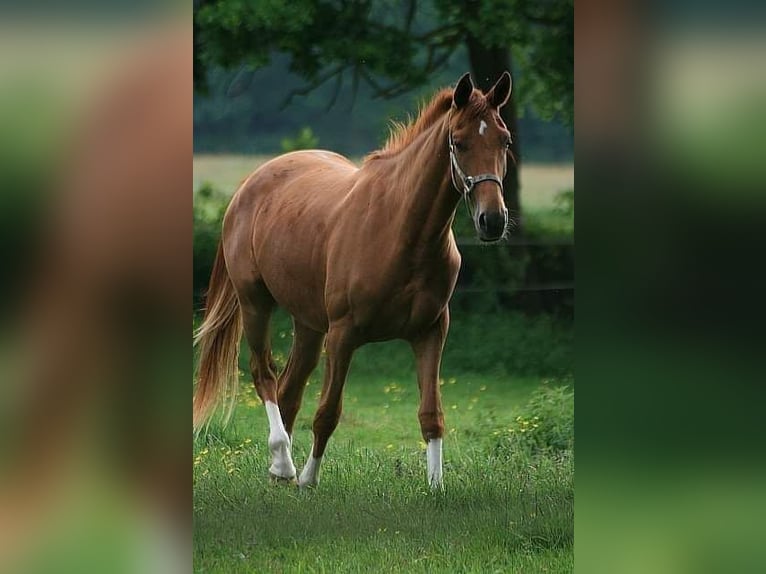 Oldenburg Mare 10 years 16,1 hh Chestnut-Red in Wittmund