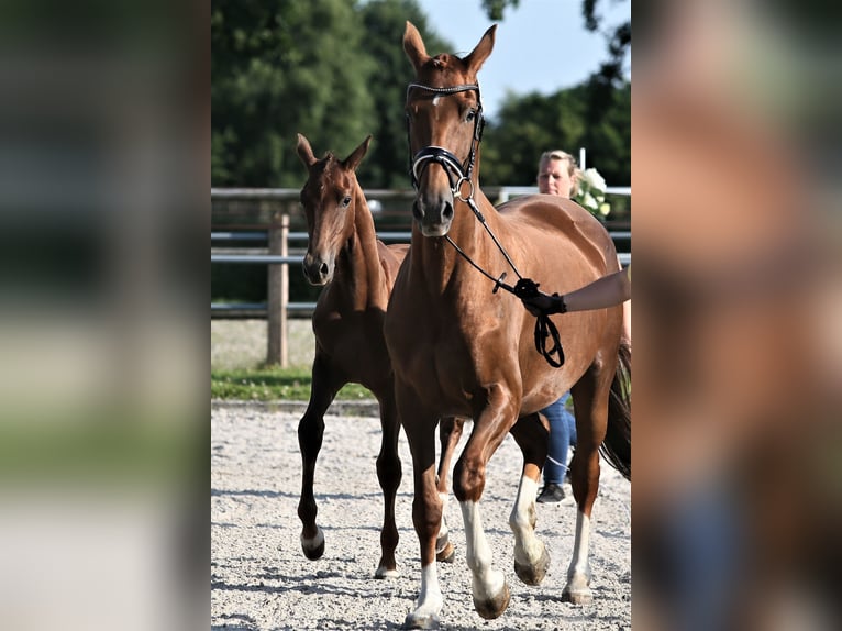 Oldenburg Mare 10 years 16,1 hh Chestnut-Red in Wittmund