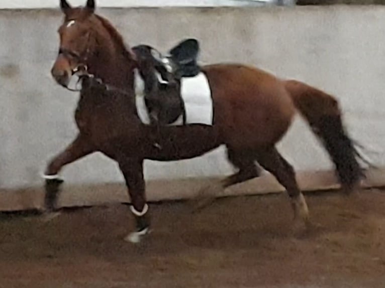 Oldenburg Mare 10 years 16,1 hh Chestnut-Red in Wittmund