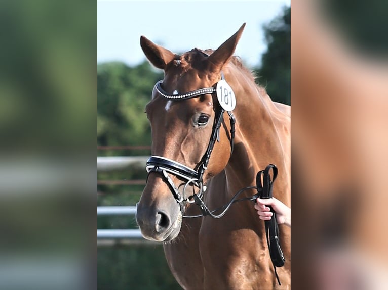 Oldenburg Mare 10 years 16,1 hh Chestnut-Red in Wittmund