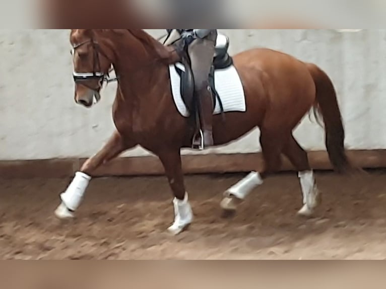 Oldenburg Mare 10 years 16,1 hh Chestnut-Red in Wittmund