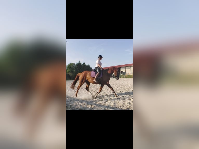 Oldenburg Mare 10 years 16,1 hh Chestnut-Red in Querfurt