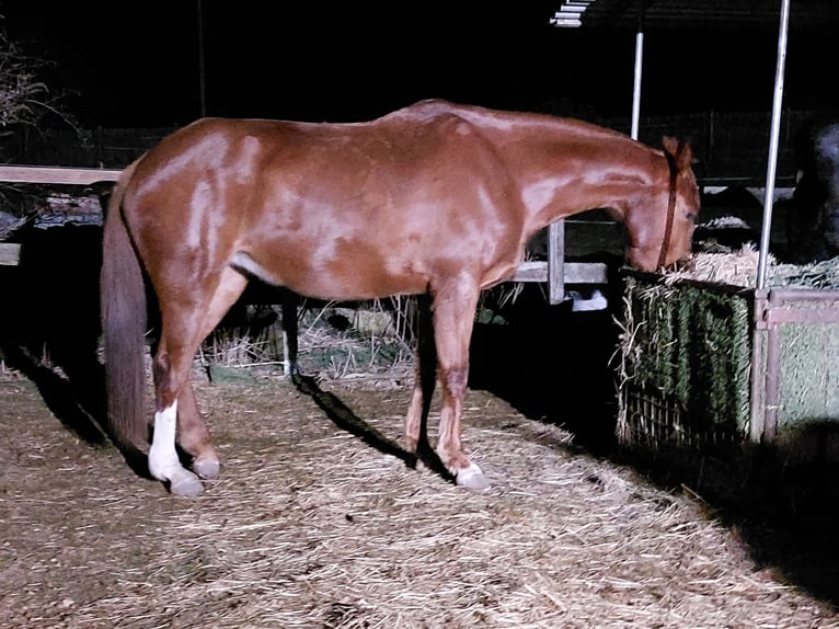 Oldenburg Mare 10 years 16,1 hh Chestnut-Red in Querfurt