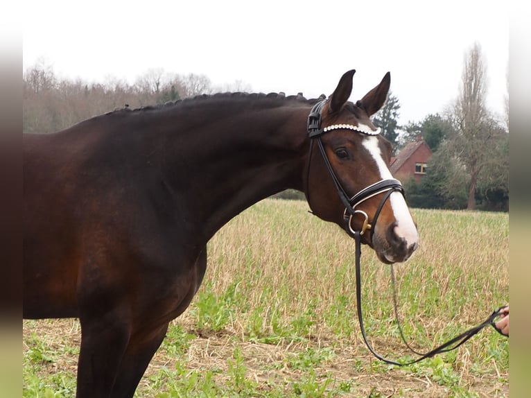 Oldenburg Mare 10 years 16,2 hh Bay-Dark in Bramsche