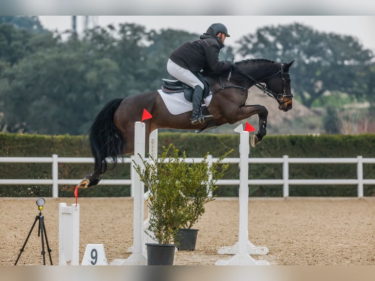 Oldenburg Mare 10 years 16,2 hh Bay-Dark in El Molar