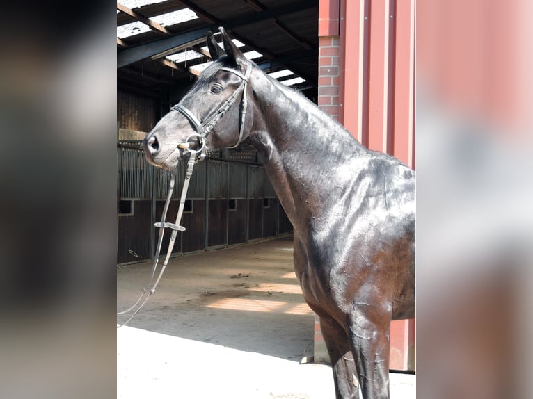 Oldenburg Mare 10 years 16,2 hh Black in K&#xF6;nigheim