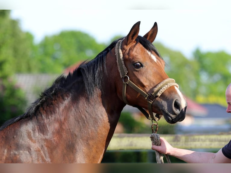 Oldenburg Mare 10 years 16,2 hh Brown in Garrel