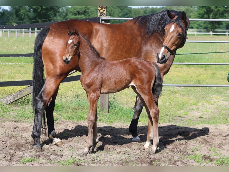 Oldenburg Mare 10 years 16,2 hh Brown in Garrel