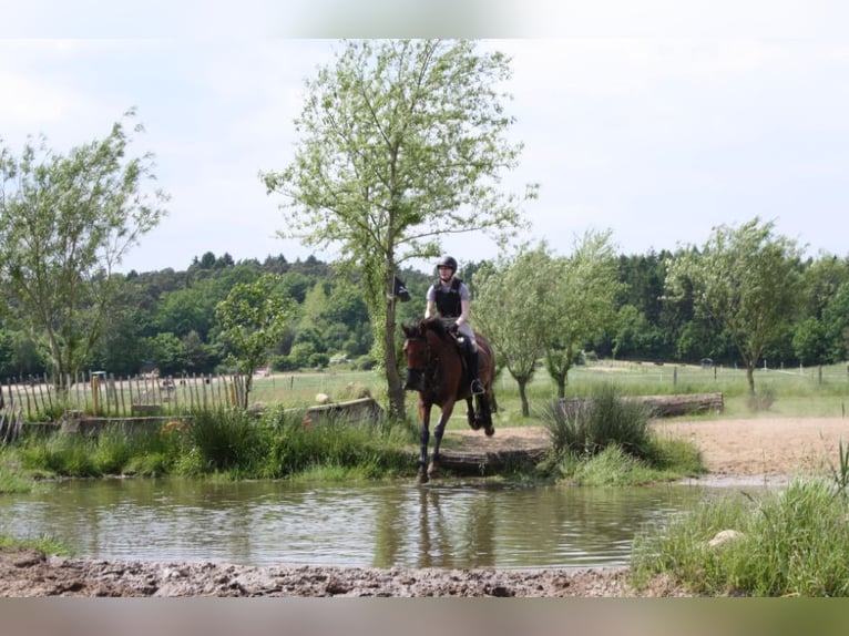 Oldenburg Mare 10 years 16,2 hh Brown in Papenburg