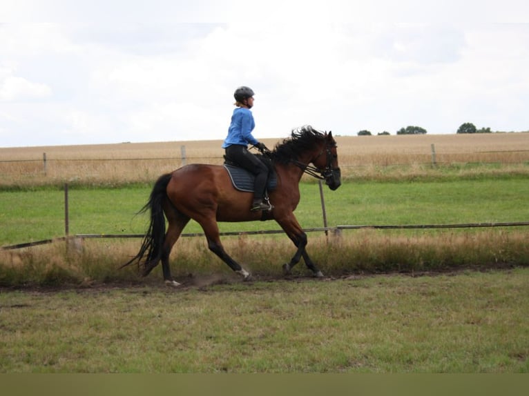 Oldenburg Mare 10 years 16,2 hh Brown in Papenburg