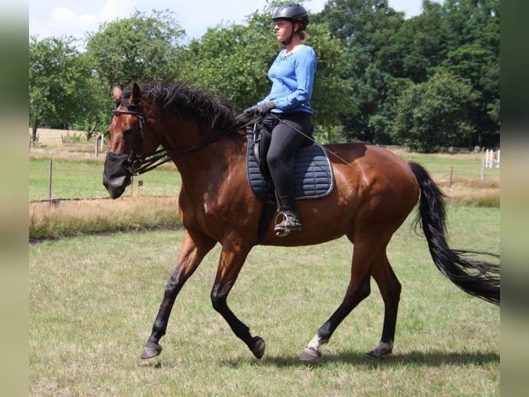 Oldenburg Mare 10 years 16,2 hh Brown in Papenburg