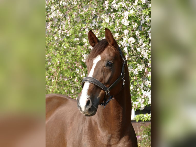 Oldenburg Mare 10 years 16,2 hh Chestnut in GehrdeGehrde