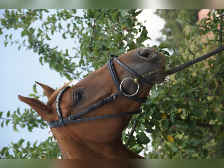 Oldenburg Mare 10 years 16.2 hh Chestnut in Dunningen
