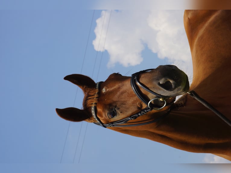 Oldenburg Mare 10 years 16.2 hh Chestnut in Dunningen