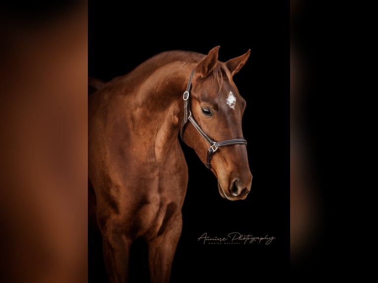 Oldenburg Mare 10 years 16.2 hh Chestnut in Dunningen