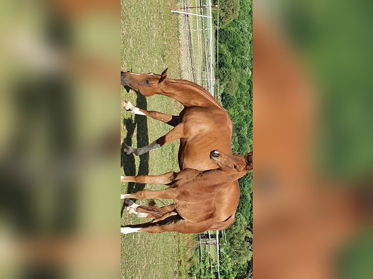 Oldenburg Mare 10 years 16,2 hh Chestnut-Red in Burg (Spreewald)