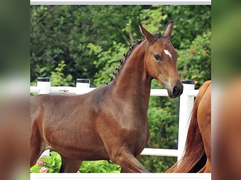 Oldenburg Mare 10 years 16,2 hh Chestnut-Red in Homberg (Ohm)