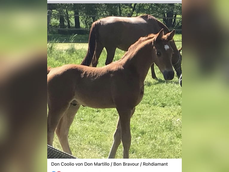 Oldenburg Mare 10 years 16,2 hh Chestnut-Red in Homberg (Ohm)