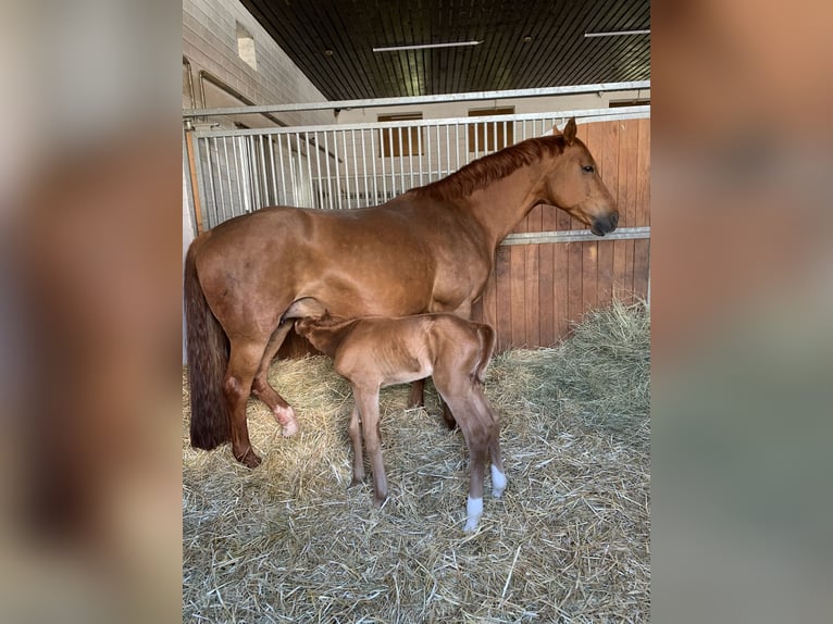 Oldenburg Mare 10 years 16,2 hh Chestnut-Red in Homberg (Ohm)