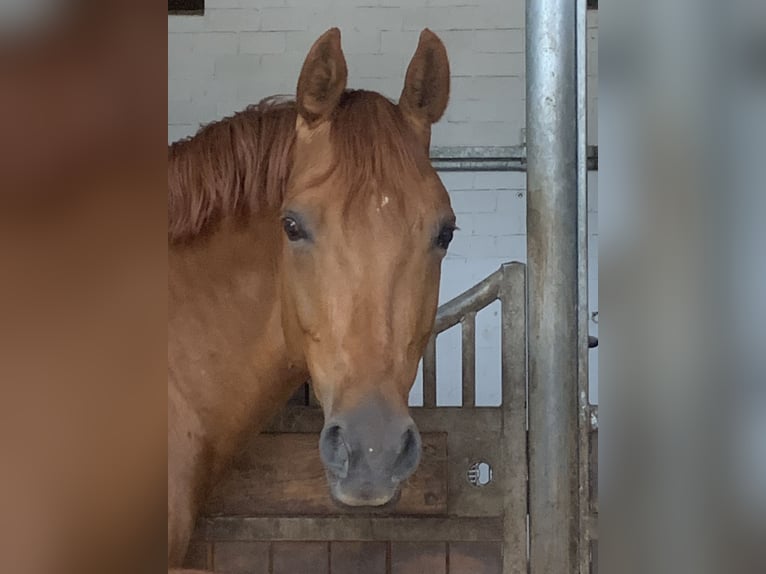 Oldenburg Mare 10 years 16,2 hh Chestnut-Red in Homberg (Ohm)