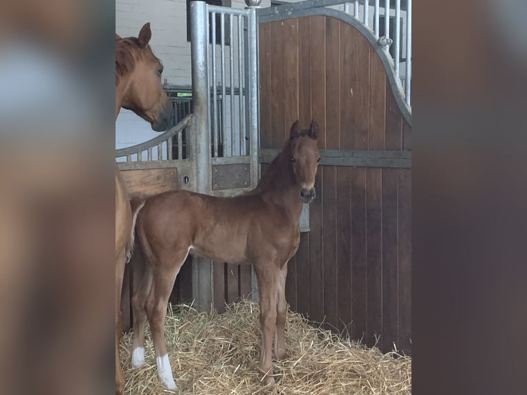 Oldenburg Mare 10 years 16,2 hh Chestnut-Red in Homberg (Ohm)