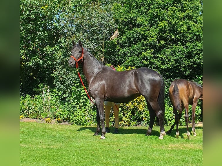 Oldenburg Mare 10 years 16.2 hh Smoky-Black in Wietmarschen