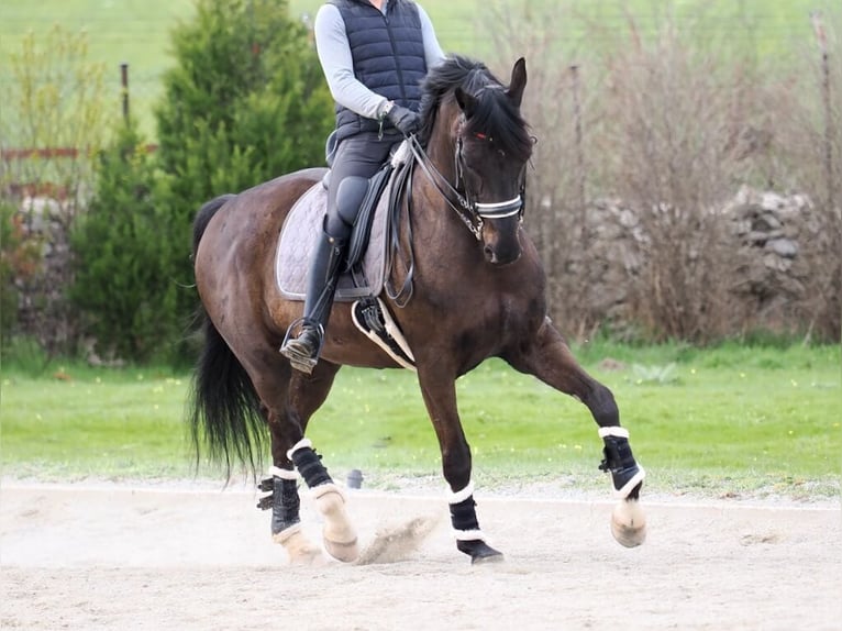 Oldenburg Mare 10 years 16.3 hh Black in Navas Del Madroño