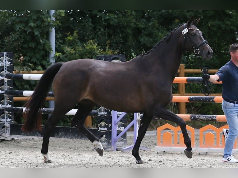 Oldenburg Mare 10 years 16.3 hh Smoky-Black in Wittmund