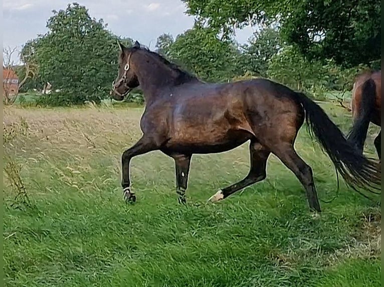 Oldenburg Mare 10 years 16.3 hh Smoky-Black in Wittmund