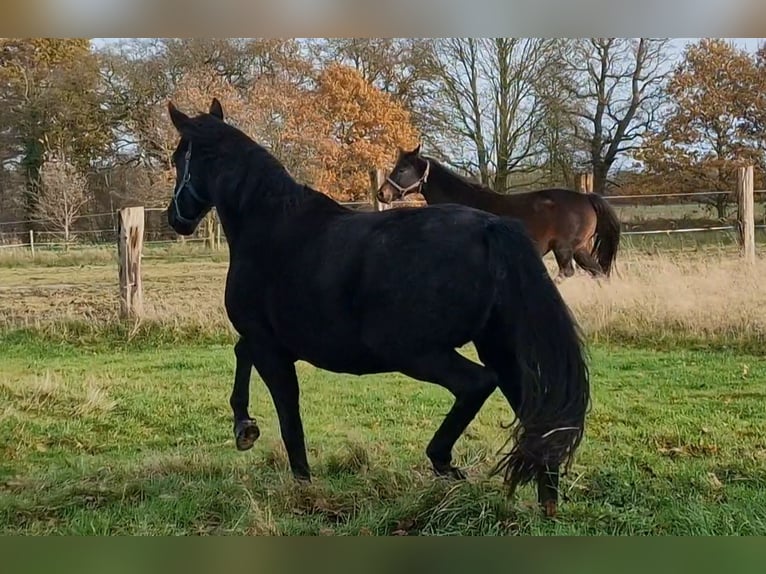 Oldenburg Mare 10 years 16.3 hh Smoky-Black in Wittmund