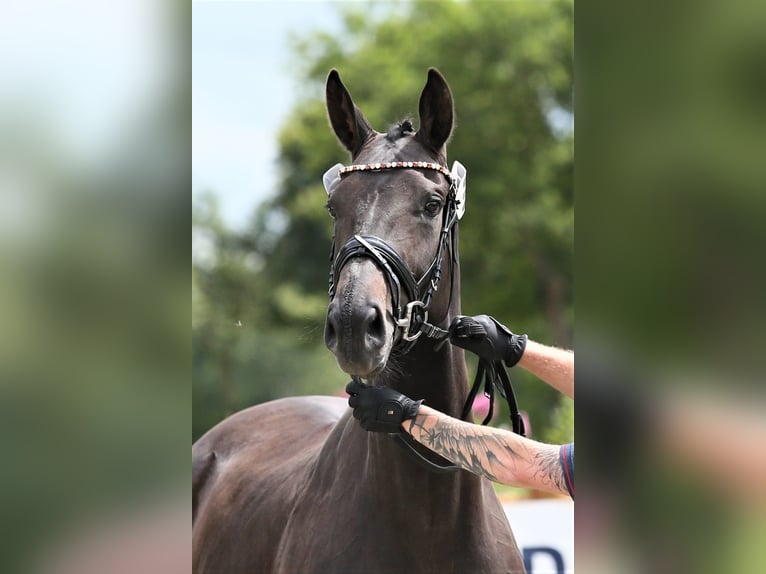 Oldenburg Mare 10 years 16.3 hh Smoky-Black in Wittmund
