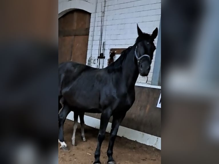 Oldenburg Mare 10 years 16 hh Black in L&#xE4;hden