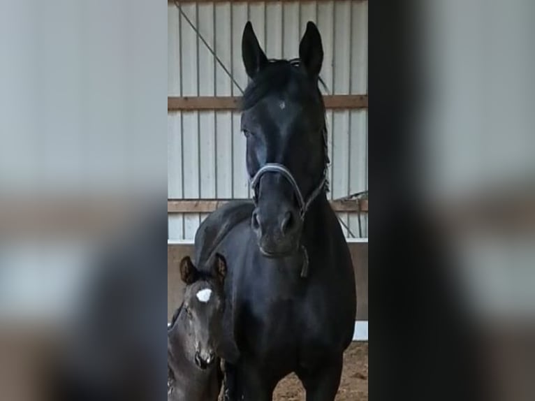 Oldenburg Mare 10 years 16 hh Black in L&#xE4;hden