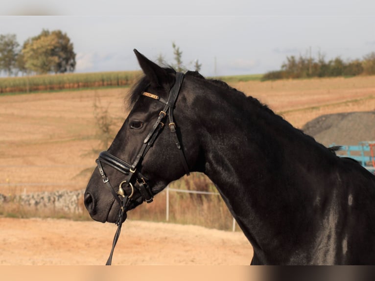 Oldenburg Mare 10 years 16 hh Black in Roßdorf bei Darmstadt