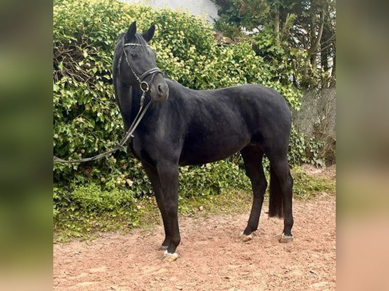 Oldenburg Mare 10 years 16 hh Black in Sonnefeld