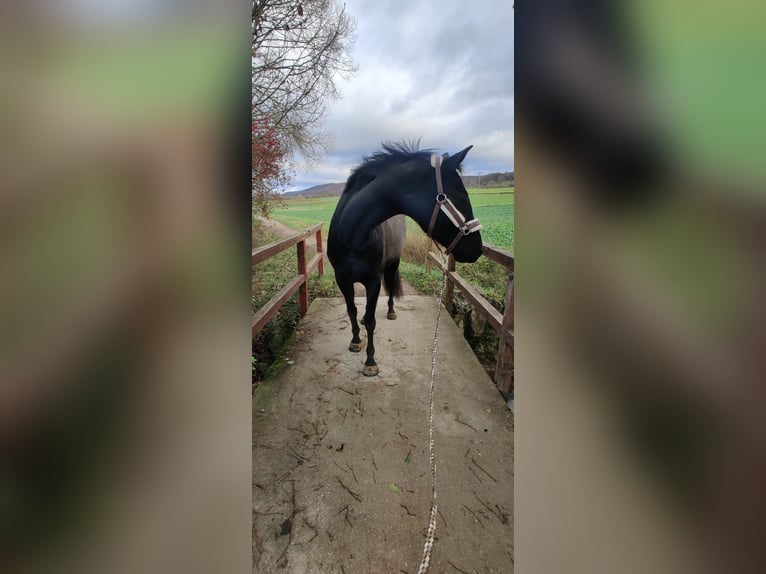 Oldenburg Mare 10 years 16 hh Black in Forchheim