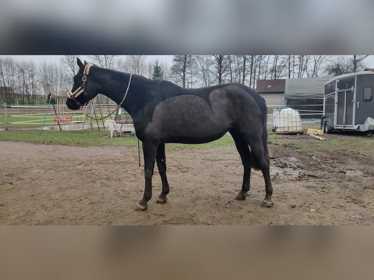 Oldenburg Mare 10 years 16 hh Black in Forchheim