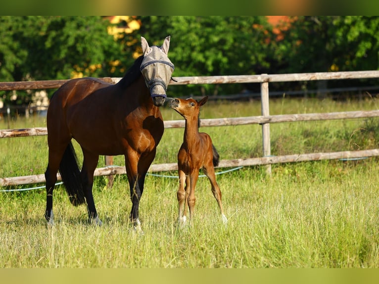 Oldenburg Mare 10 years 16 hh Brown in Wermsdorf