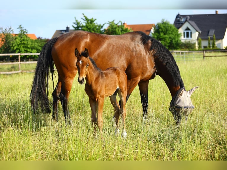 Oldenburg Mare 10 years 16 hh Brown in Wermsdorf
